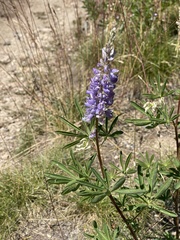 Lupinus argenteus