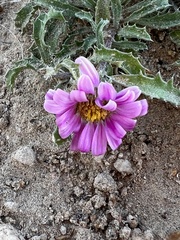 Xanthisma coloradoense