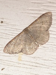 Leptostales pannaria