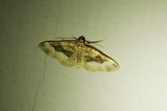 Euphyia intermediata