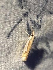 Crambus bidens