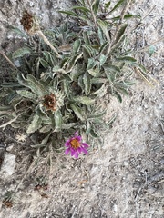 Xanthisma coloradoense