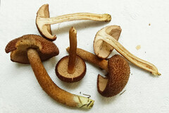 Flammulaster erinaceellus