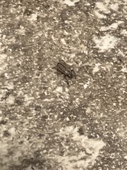 Naupactus peregrinus