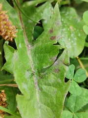 Podosphaera erigerontis-canadensis