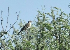 Chondestes grammacus