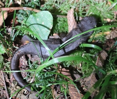 Taricha granulosa