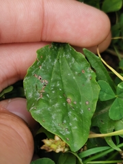 Golovinomyces sordidus