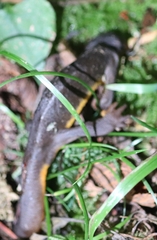 Taricha granulosa
