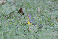 Cardellina canadensis