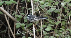 Setophaga nigrescens