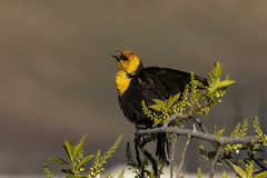 Xanthocephalus xanthocephalus