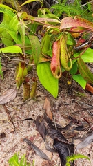 Nepenthes gracilis