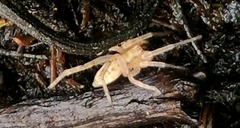 Hibana gracilis