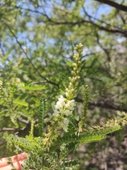 Eysenhardtia polystachya