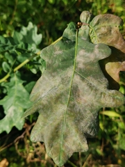 Erysiphe alphitoides