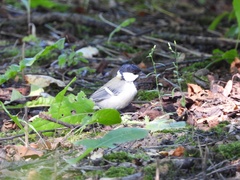 Parus minor