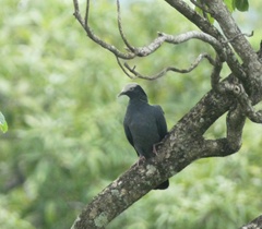 Patagioenas leucocephala