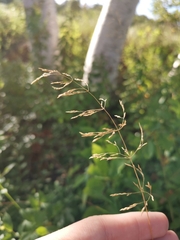 Agrostis gigantea