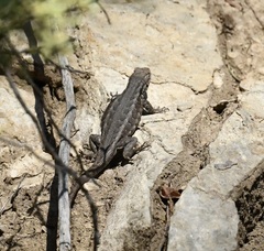 Sceloporus graciosus