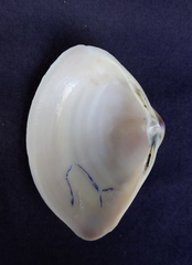 Austromactra rufescens