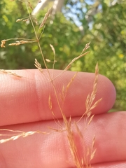 Agrostis gigantea