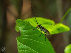 Macrochenus isabellinus
