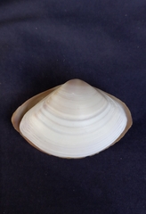 Austromactra rufescens