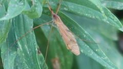 Platytipula