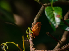 Tessaratoma papillosa
