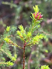 Calytrix tetragona
