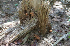 Flammulaster erinaceellus