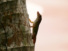 Anolis lineatopus