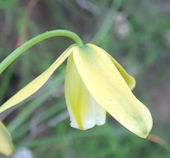 Albuca flaccida