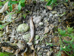 Deroceras reticulatum