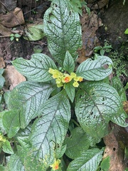 Chrysothemis friedrichsthaliana