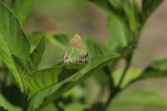 Callophrys xami