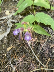 Nothochelone nemorosa