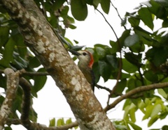 Melanerpes radiolatus