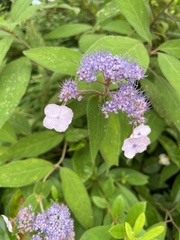 Hydrangea