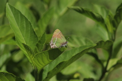 Callophrys xami