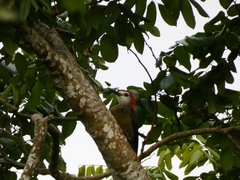 Melanerpes radiolatus