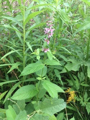 Stachys hispida