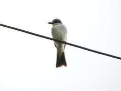 Tyrannus dominicensis