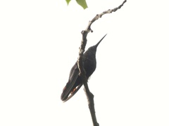 Anthracothorax mango