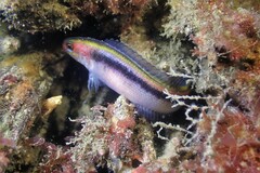 Trachinops taeniatus