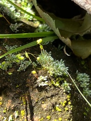 Bryum argenteum