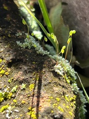 Bryum argenteum
