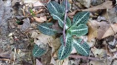 Goodyera pubescens