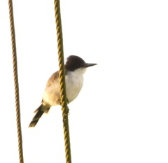 Tyrannus caudifasciatus